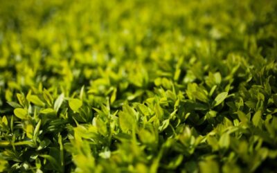 Maak van je tuin een parel